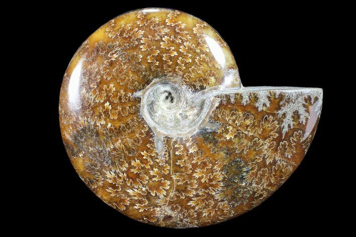 Polished, Ammonite Fossil - Madagascar #88080